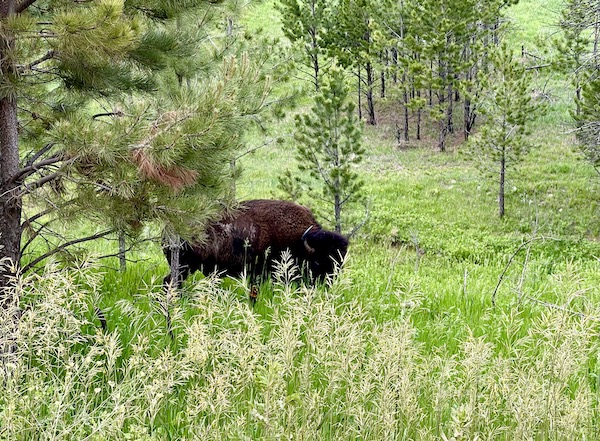 Bison in plain view grazing on grass at Custer State Park Custer SD