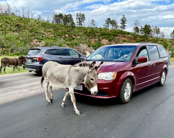 A gray wild donkey in front of a red car at Custer State Park Custer SD