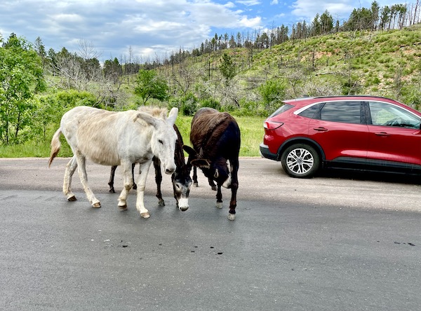 A trio of wild donkeys by the hills of Custer State Park Custer SD