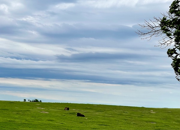 A pair of bison napping on the grass at Theodore Roosevelt National Park ND