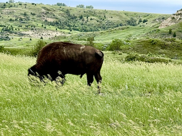 Bison grazing on grass at Theodore Roosevelt National Park ND