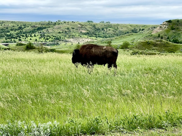 Bison on grass with mountains in distance at Theodore Roosevelt National Park ND