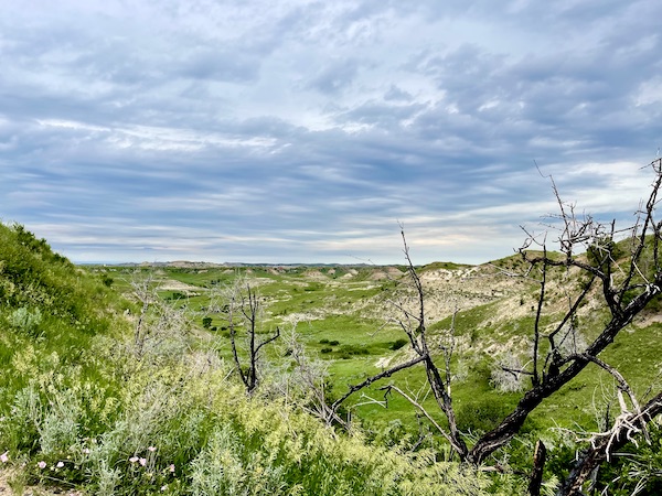 Dead tree, pink flowers and rolling hills at Theodore Roosevelt National Park ND