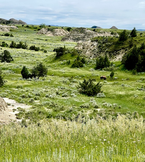 Bison far off in the rugged terrain of Theodore Roosevelt National Park ND