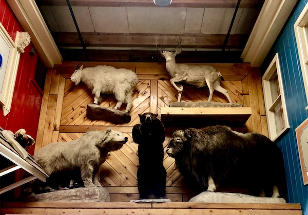 Taxidermy animal everywhere you look at Wall Drugs Wall South Dakota