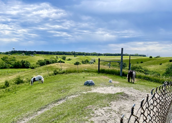 Farm with beautiful horses in Jamestown ND