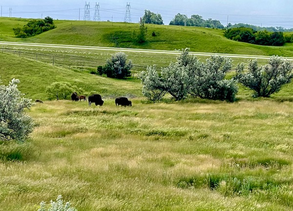 Small herd of bison grazing on grass in Jamestown North Dakota