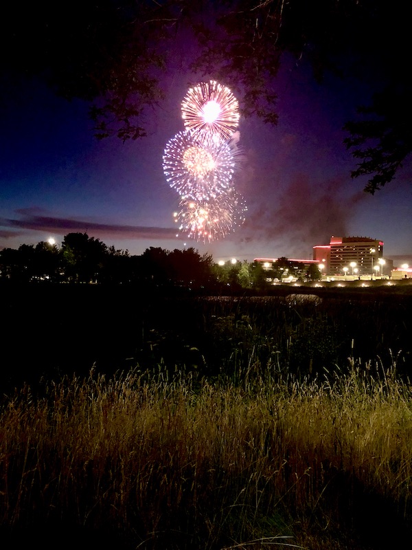 Fireworks in dark sky with tall grasses in front.