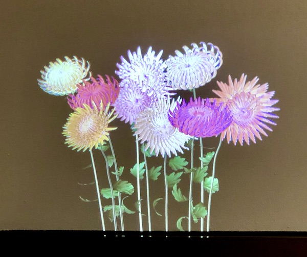 Pastel colored chrysanthemum flowers projected onto a tan wall at the Minneapolis Institute of Art