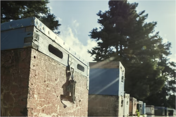A series of buildings and trees showing the importance of choosing organic honey to the environment