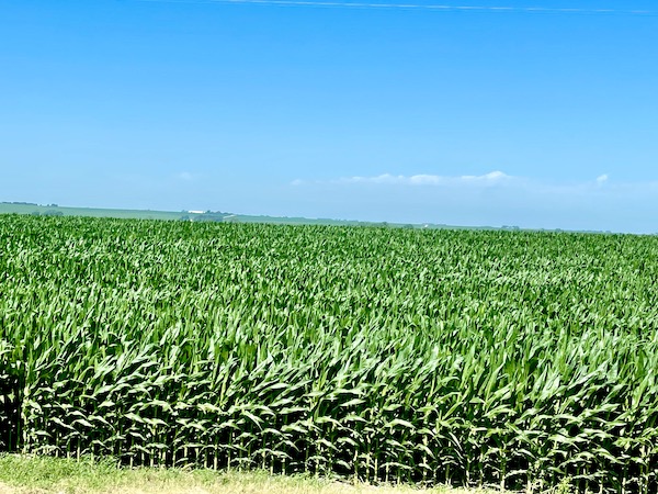 Huge field of corn growing in Nebraska