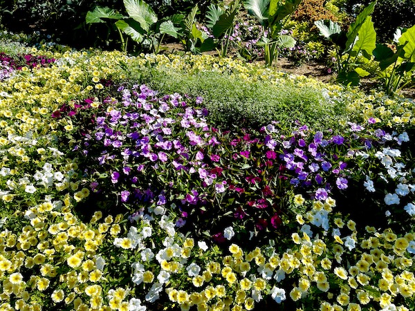 Purple, yellow and other colors of violas at Sunken Gardens Lincoln Nebraska