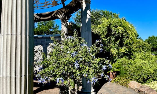 White pillared gazebo with plumbago bush at Sunken Gardens Lincoln Nebraska