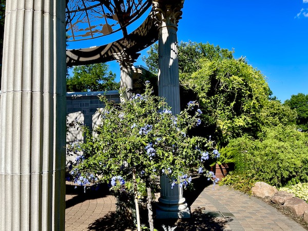 White pillared gazebo with plumbago bush at Sunken Gardens Lincoln Nebraska