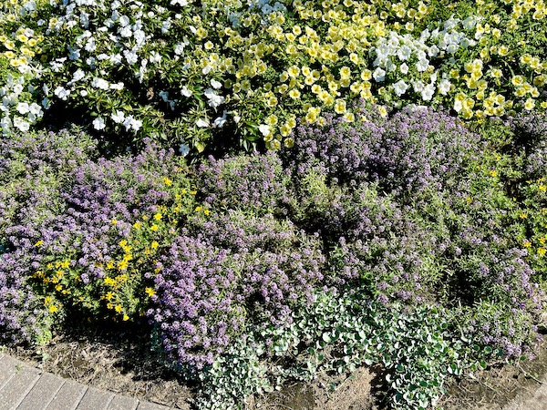 Colorful flowering plants and herbs at Sunken Gardens Lincoln Nebraska