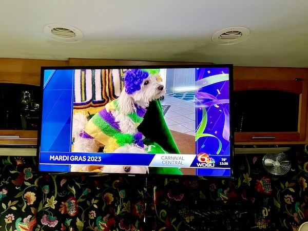 A TV showing white dog dressed up for Mardi Gras 2023 New Orleans