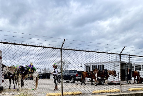 Horses and riders dressed for Mardi Gras 2023 New Orleans