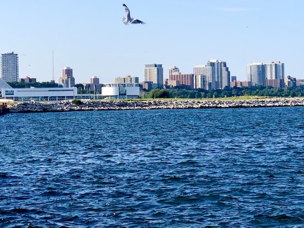 Bird flying over lake with skyline of Milwaukee Wisconsin