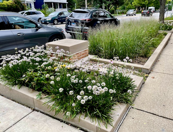 Raised bed garden by the curb in front of Frank Lloyd Wright's home seen on Our Driving Tour of Chicago IL