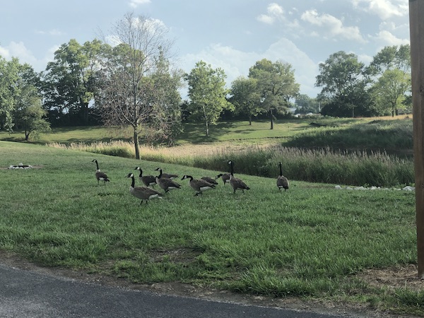Rolling hills, trees and a gaggle of geese on our way to Harrisburg.