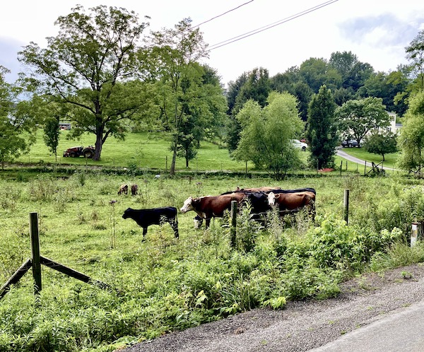 A farm with a group of cows by the road in western Pennsylvania
