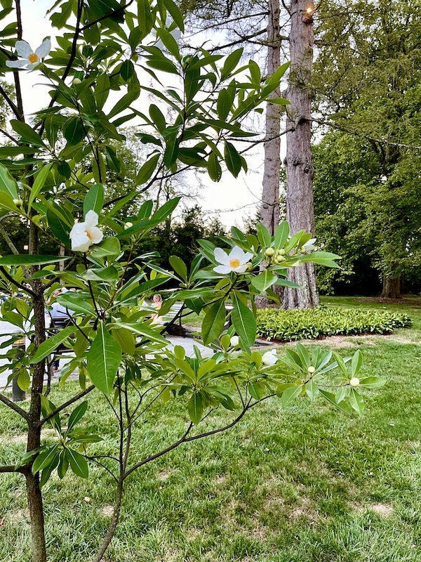 Beautiful white blooms of the bigleaf magnolia at Longwood Gardens Kennett Square PA