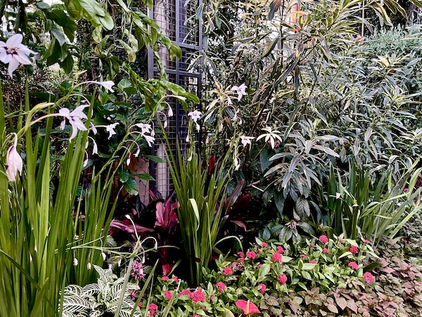 Tall white flowers and low red flowers blooming in the Conservatory at Longwood Gardens Kennett Square PA