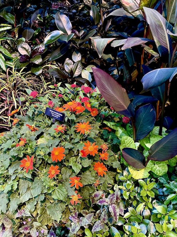 Bright orange flowers known as Mexican Sunflowers blooming in the conservatory at Longwood Gardens Kennett Square PA