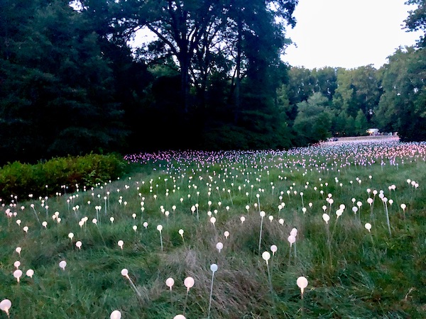 Glowing white and pink globes of light look like flowers at The nighttime spectacle Light: Installations by Bruce Munro opens June 30 at Longwood Gardens. Created by English/Australian artist Bruce Munro, Light features eight installations, spanning indoors and outdoors. Highlights include the luminous Field of Light featuring 18,000 illuminated bulbs stretching across the landscape, a flamboyance of 1,000 flamingoes wading near the Chimes Tower, and C-scales, a shimmering canvas of 8,960 CDs in the Exhibition Hall that reflect colorful projections inspired by Longwood’s water gardens.