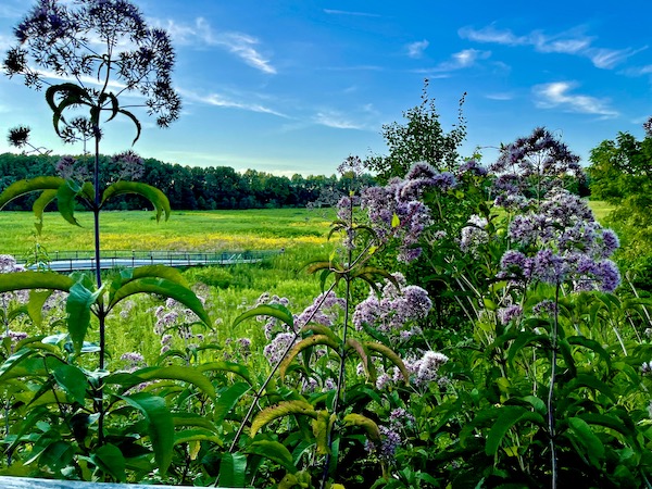 Lavender trumpetweed flowers in the foreground of a field at Longwood Gardens Kennett Square PA