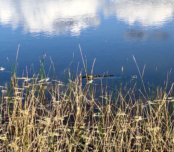 The head of an alligator in a small lake seen through reeds in South Bay FL