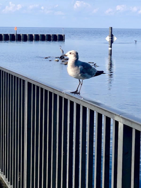 Black fence with seagull perched atop and blue heron behind him in the water at Lake Okeechobee Florida