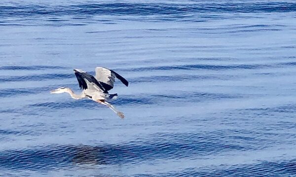 Blue heron beginning to fly across Lake Okeechobee Florida