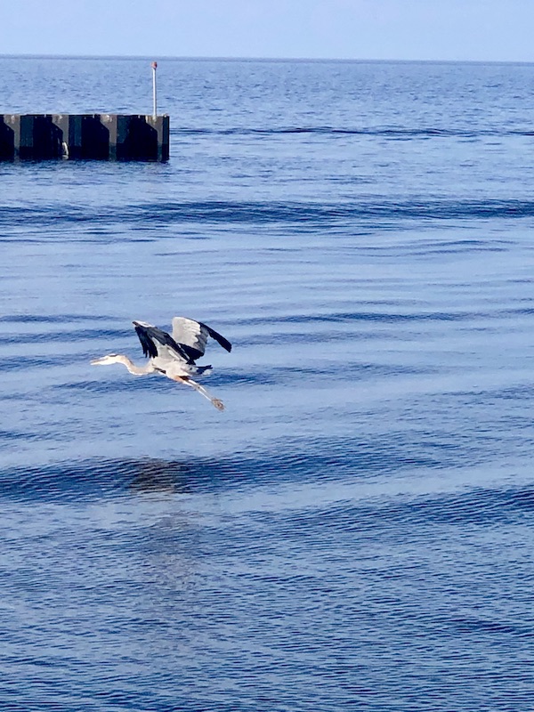 Blue heron beginning to fly across Lake Okeechobee Florida