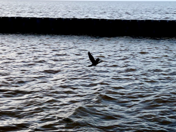 Large seagull diving into Lake Okeechobee Florida