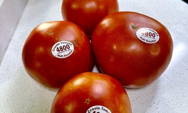 4 perfect red tomatoes on a white counter purchased at the 37th Creole Tomato Festival NOLA