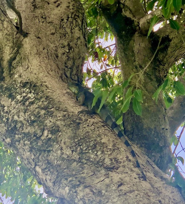 Giant lizard on a tree in Lake Worth FL
