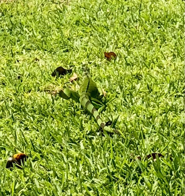 Huge green lizard crawling away in the grass in Lake Worth Florida