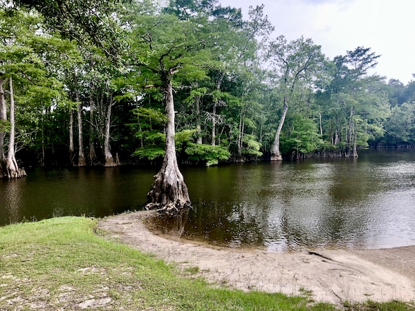 River in Florida with sandy bank and Cypress trees.