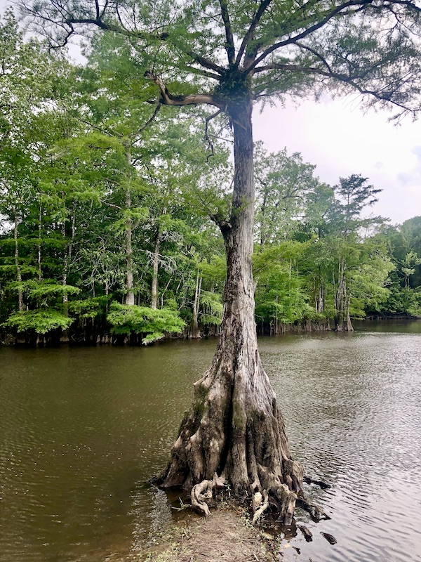 NOLA to Lake Worth Florida with a stop to see trees growing right out of the river.