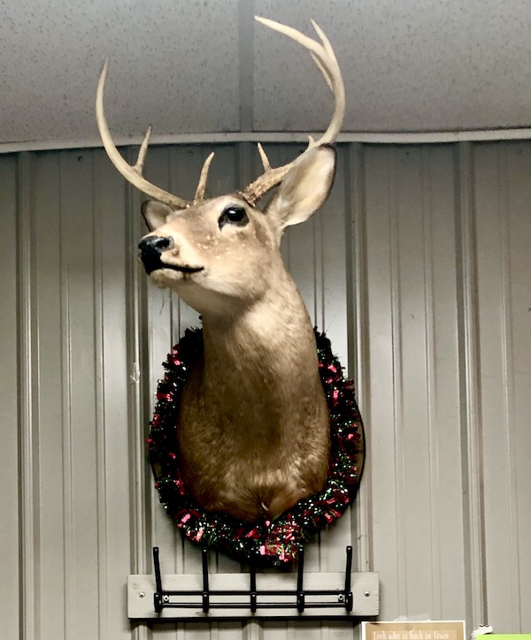 A stuffed buck's head with antlers hanging on a wall at Dad's Bar and Grill