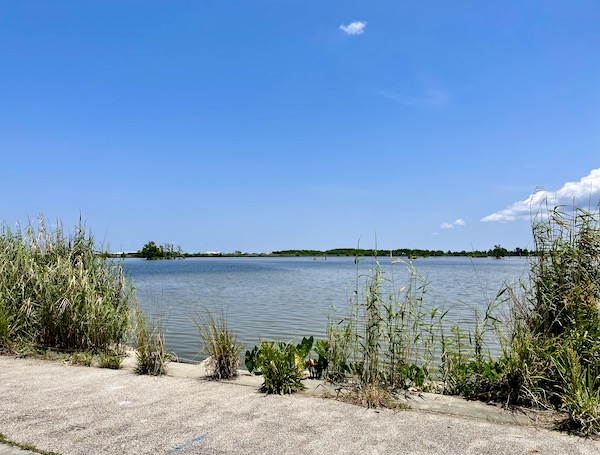 Plants at water's edge at the Gulf of Mexico on our Sunday Drive to Louisiana Southernmost Point