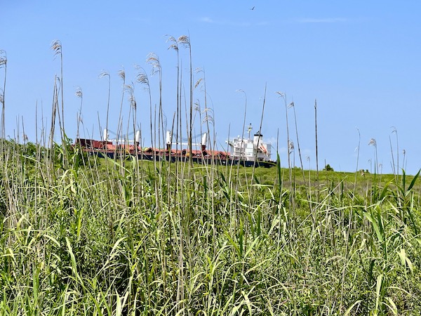 Top of a freighter seen through tall grasses on our Sunday Drive to Louisiana Southernmost Point