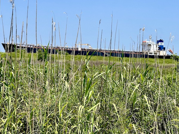 Top part of a freighter visible through tall grasses.