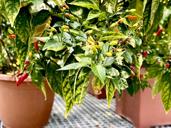 Pots of tabasco peppers growing in the Greenhouse.