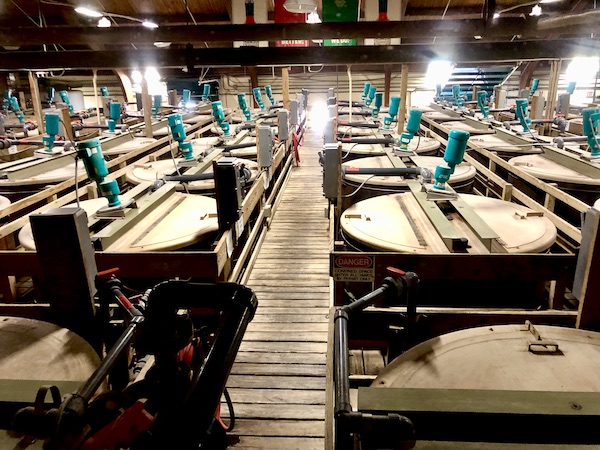 Metal vats used for blending Tabasco sauce