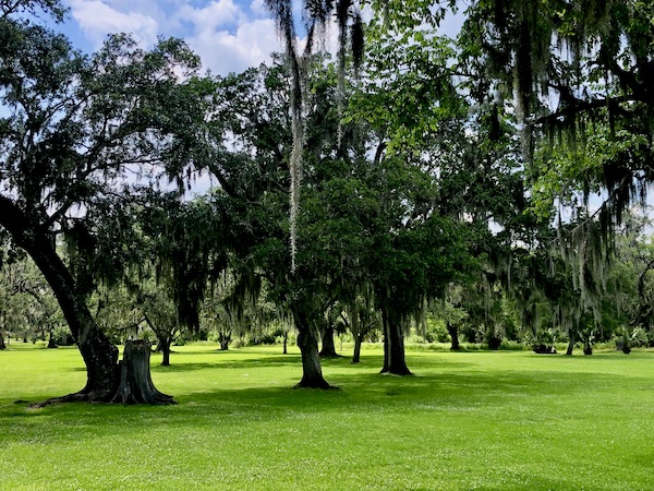 Green lawn and lots of trees with hanging Spanish Moss seen during our Tabasco Avery Island Experience