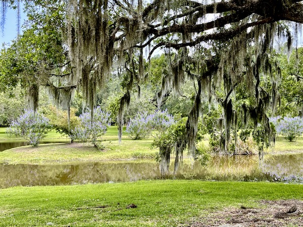Trees, bayou and bushes with lavender flowers were part of our Tabasco Avery Island Experience