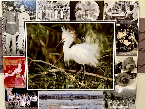 Collage of photos from Avery Island, LA