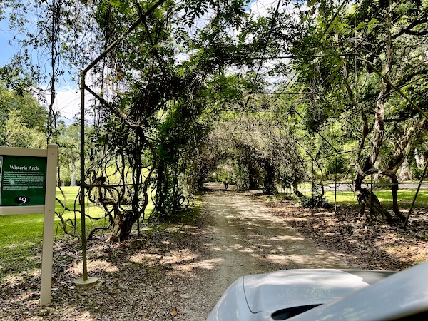 Our Jeep, about to drive under the Wisteria Arch during our Tabasco Avery Island Experience